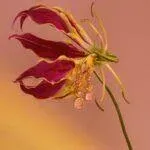 motyle_3T7A9915 copy (Copy)