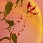 motyle_3T7A9943 copy (Copy)